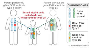 Distribution des chromosomes d’un parent porteur du gène FVW muté de Type 1 ou 2N et d’un parent porteur du Type 2N
