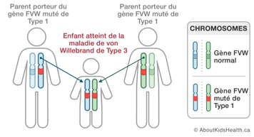 Les chromosomes des parents porteurs du gène FVW muté de Type 1 et d’un enfant avec la maladie de von Willebrand de Type 3