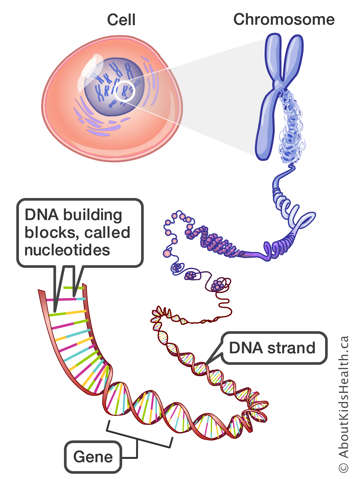 Cell, chromosome, DNA strand, gene and DNA building blocks or nucleotides