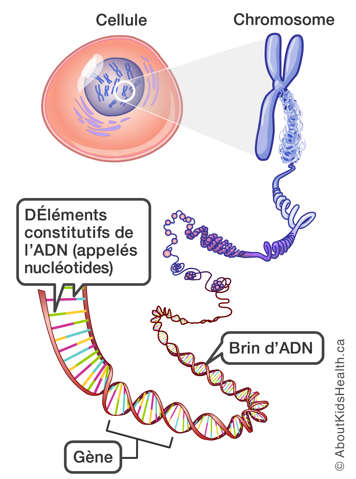 Une cellule, un chromosome, un brin d’ADN, un gène, et des éléments constitutifs de l’ADN (les nucléotides) sont illustrés